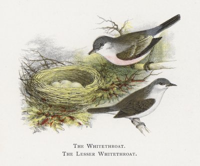 The Whitethroat, The Lesser Whitethroat by Alexander Francis Lydon